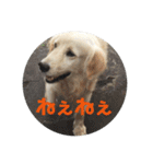 楽しい犬です（個別スタンプ：10）