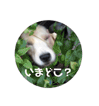 楽しい犬です（個別スタンプ：17）