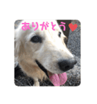 楽しい犬です（個別スタンプ：28）