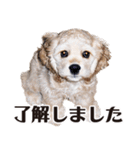 アメリカンコッカー"ティアラ"のスタンプ3（個別スタンプ：1）