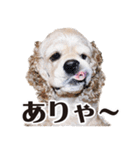 アメリカンコッカー"ティアラ"のスタンプ3（個別スタンプ：3）