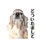 アメリカンコッカー"ティアラ"のスタンプ3（個別スタンプ：6）