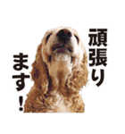 アメリカンコッカー"ティアラ"のスタンプ3（個別スタンプ：7）