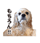 アメリカンコッカー"ティアラ"のスタンプ3（個別スタンプ：8）