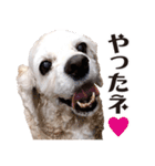 アメリカンコッカー"ティアラ"のスタンプ3（個別スタンプ：10）