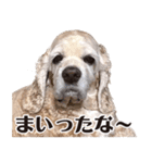 アメリカンコッカー"ティアラ"のスタンプ3（個別スタンプ：12）