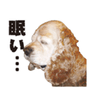 アメリカンコッカー"ティアラ"のスタンプ3（個別スタンプ：21）