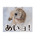 アメリカンコッカー"ティアラ"のスタンプ3（個別スタンプ：23）
