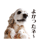 アメリカンコッカー"ティアラ"のスタンプ3（個別スタンプ：24）
