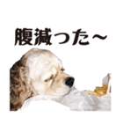 アメリカンコッカー"ティアラ"のスタンプ3（個別スタンプ：28）