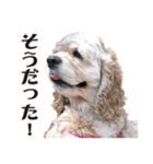 アメリカンコッカー"ティアラ"のスタンプ3（個別スタンプ：32）