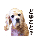 アメリカンコッカー"ティアラ"のスタンプ3（個別スタンプ：34）