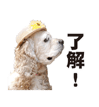 アメリカンコッカー"ティアラ"のスタンプ3（個別スタンプ：36）