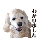 アメリカンコッカー"ティアラ"のスタンプ3（個別スタンプ：38）