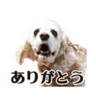 アメリカンコッカー"ティアラ"のスタンプ3（個別スタンプ：39）