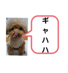 たけしのスタンプ その17（個別スタンプ：2）