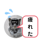 たけしのスタンプ その17（個別スタンプ：8）