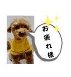 たけしのスタンプ その17（個別スタンプ：12）