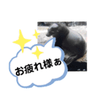 たけしのスタンプ その17（個別スタンプ：15）