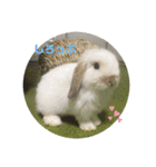 しろっぷめいぷるしなもん（個別スタンプ：1）