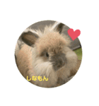 しろっぷめいぷるしなもん（個別スタンプ：12）