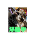 もたちとぅーりー（個別スタンプ：3）