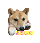 yasu1022（個別スタンプ：4）