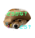 yasu1022（個別スタンプ：8）
