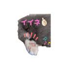 小福ニャーー♥（個別スタンプ：2）