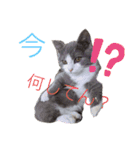 小福ニャーー♥（個別スタンプ：4）