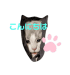 小福ニャーー♥（個別スタンプ：13）