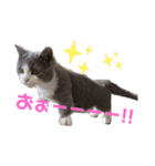 小福ニャーー♥（個別スタンプ：20）