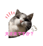 小福ニャーー♥（個別スタンプ：22）