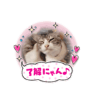 とっちゃんの日常（個別スタンプ：3）