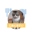 とっちゃんの日常（個別スタンプ：4）