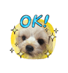 かなこの愛犬★（個別スタンプ：1）