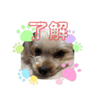 かなこの愛犬★（個別スタンプ：2）