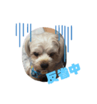 かなこの愛犬★（個別スタンプ：4）