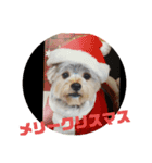 かなこの愛犬★（個別スタンプ：5）
