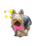 かなこの愛犬★（個別スタンプ：6）