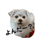 かなこの愛犬★（個別スタンプ：7）