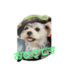 かなこの愛犬★（個別スタンプ：8）