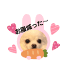 チワワラブ❤️挨拶（個別スタンプ：2）