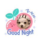 チワワラブ❤️挨拶（個別スタンプ：5）