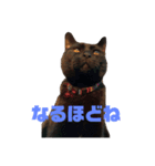 うちのねっこ！！（個別スタンプ：1）