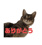 うちのねっこ！！（個別スタンプ：2）