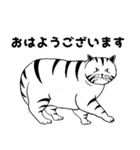 トラ猫ぷーの日常（個別スタンプ：1）