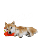 いなりん日和〜やる気はほどほど〜（個別スタンプ：1）