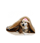 いなりん日和〜やる気はほどほど〜（個別スタンプ：2）
