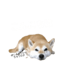 いなりん日和〜やる気はほどほど〜（個別スタンプ：3）